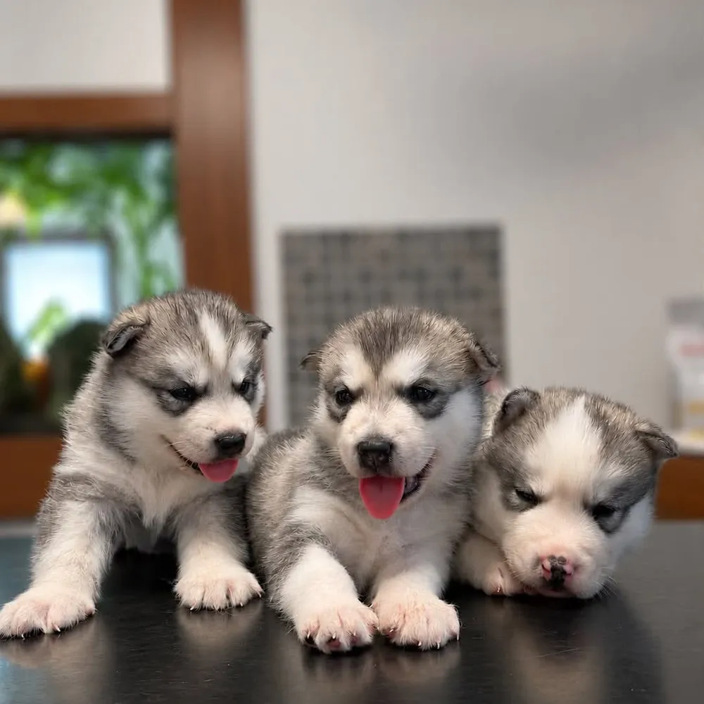 Tri šteniatka husky vedľa seba